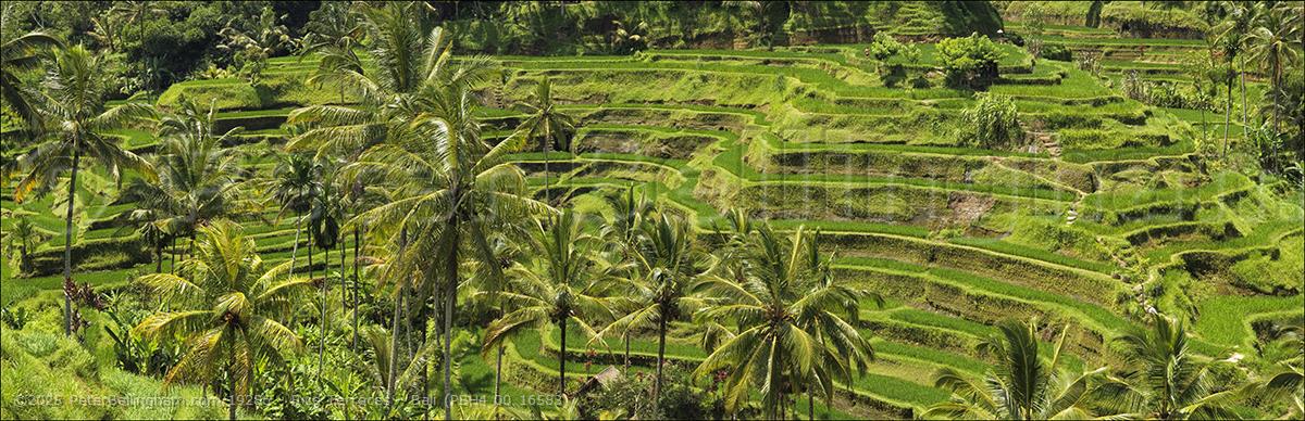 Peter Bellingham Photography Rice Terraces - Bali (PBH4 00 16583)